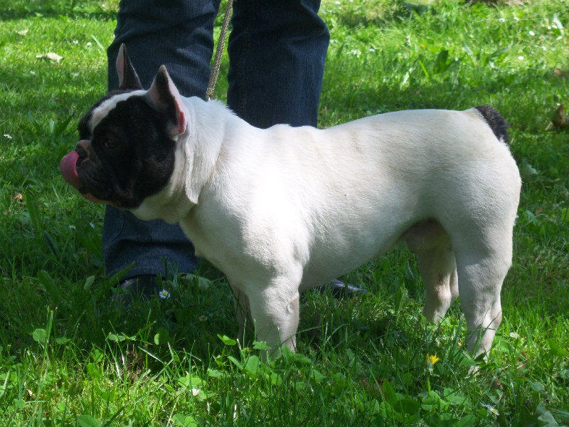 Caruso du Berceau des Loups Anges